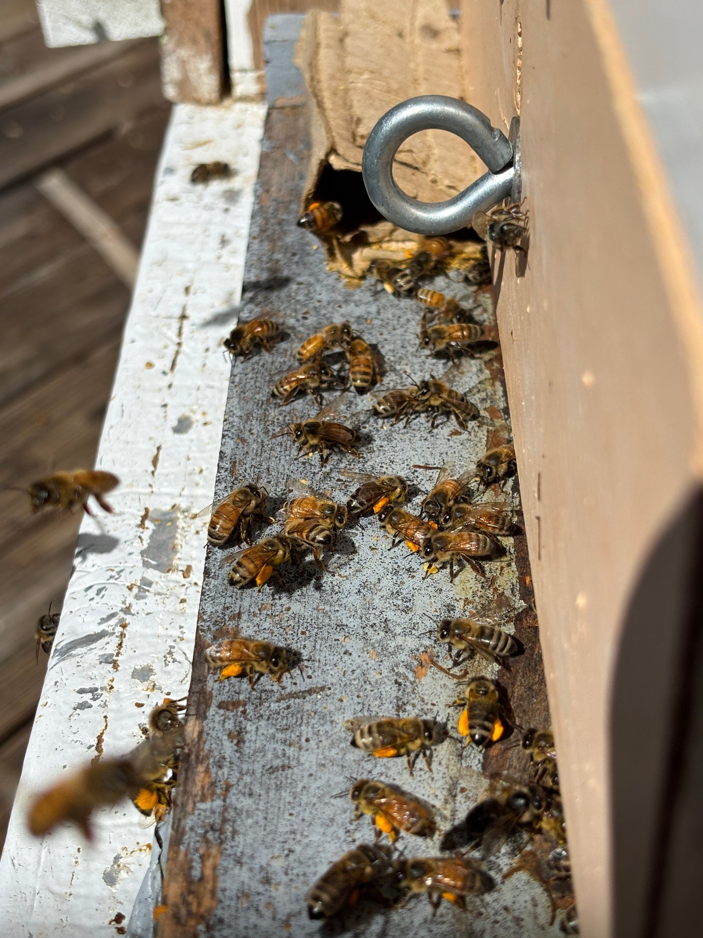 Bee Pollen (Super Food)