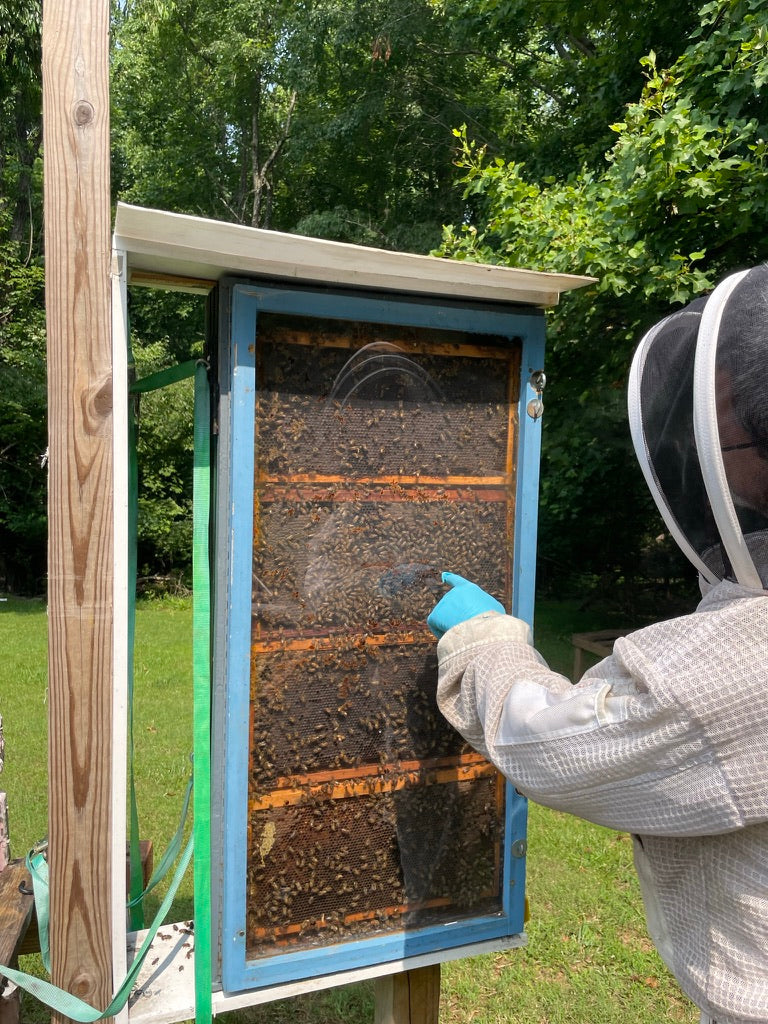 Observation hive with bees.